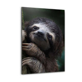 Alu-Dibond Bild - Cute Sloth - Hustling Sharks