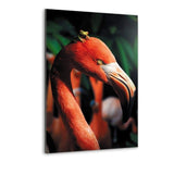 Flamingo And The Frog - Alu-Dibond Bild - Hustling Sharks