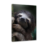 Leinwandbild - Cute Sloth - Hustling Sharks