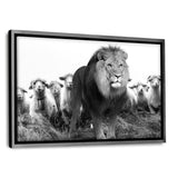 Lion Among Sheep - Leinwandbild mit Schattenfuge "silber" - Hustling Sharks