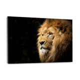 Lion View - Alu-Dibond Bild - Hustling Sharks