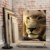 Lions Face #2 - Mockup mit Hintergrund 2 - Hustling Sharks
