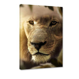 Lions Face #2 - Leinwandbild - Hustling Sharks