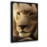 Lions Face #2 - Leinwandbild mit Schattenfuge "schwarz" - Hustling Sharks