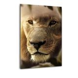 Lions Face #2 - Plexiglasbild - Hustling Sharks