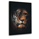 Tiger Lion - Leinwandbild mit Schattenfuge "schwarz" - Hustling Sharks