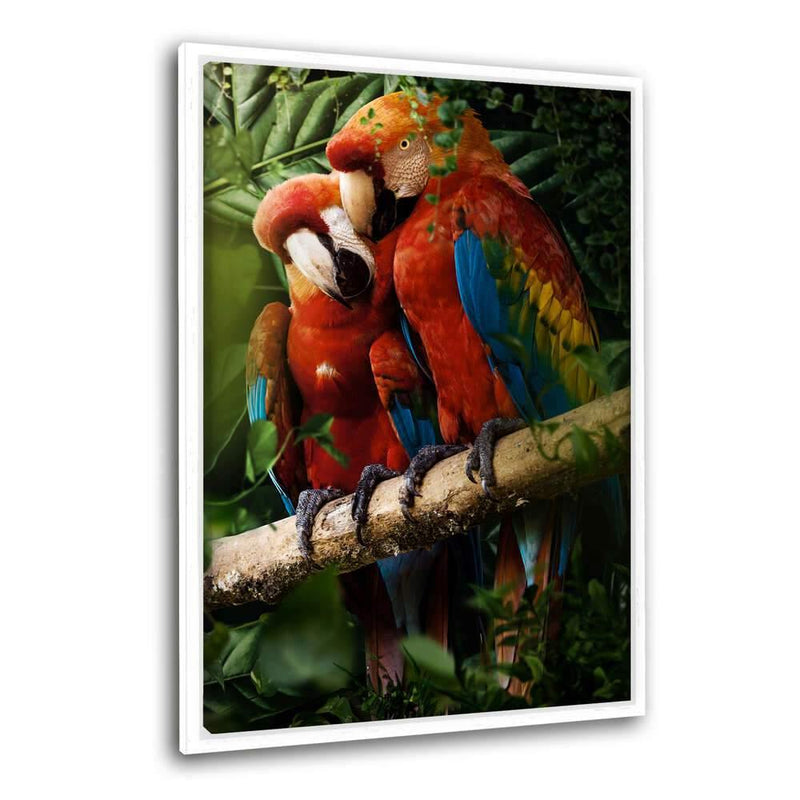 Beautiful Parrots - Leinwandbild mit Schattenfuge "weiß" - Hustling Sharks